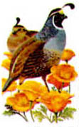 In 2001, the United States Postal Service issued a set of First Class (37 cent) stamps honoring each of the 50 states.  The back of each postcard features the corresponding State Bird and Flower stamp that was issued in 1982.