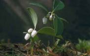 Wintergreen