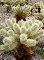 Cholla - Almost nothing on Earth you can't find on Mars!
